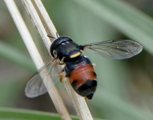 Paragus bicolor